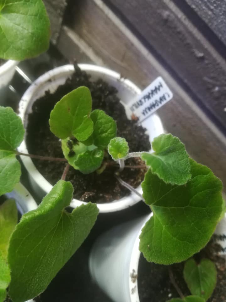 57598405_3148419765183821_7412313456323330048_n