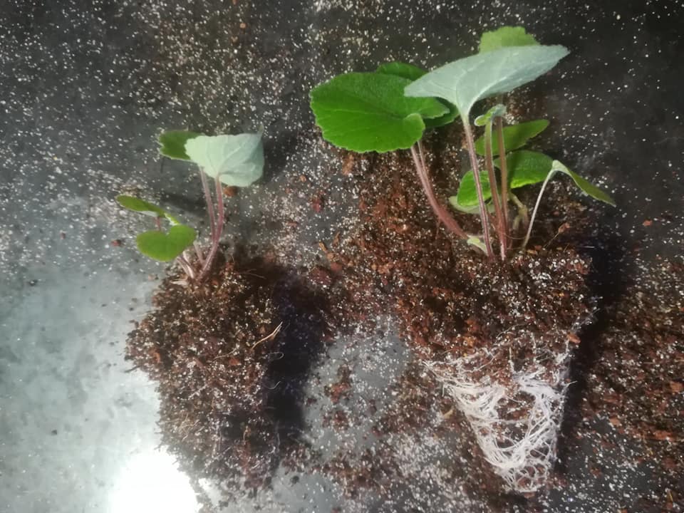 57663980_3148419355183862_2157758738780389376_n