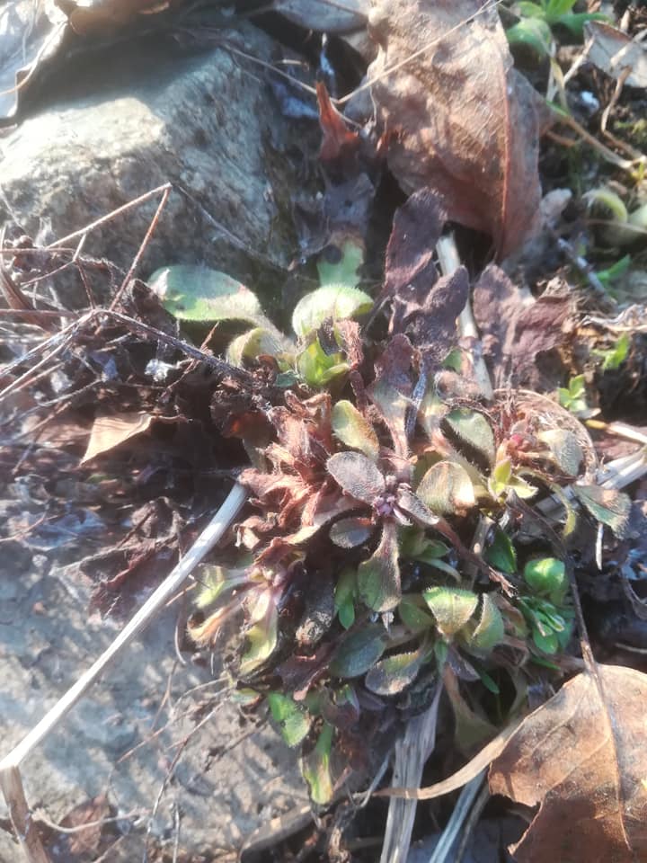 57774995_3148627025163095_3704868029666951168_n