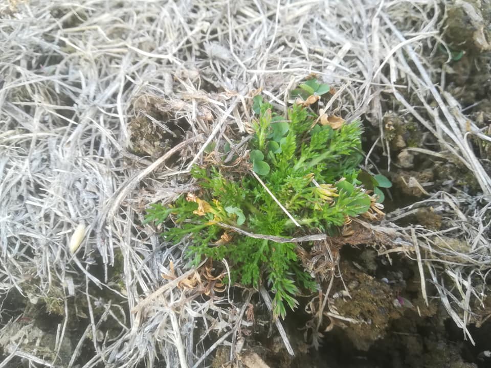 57882336_3148627885163009_1503969630048223232_n