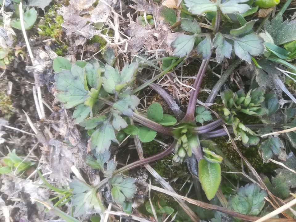 57909019_3148628071829657_8182113982522327040_n