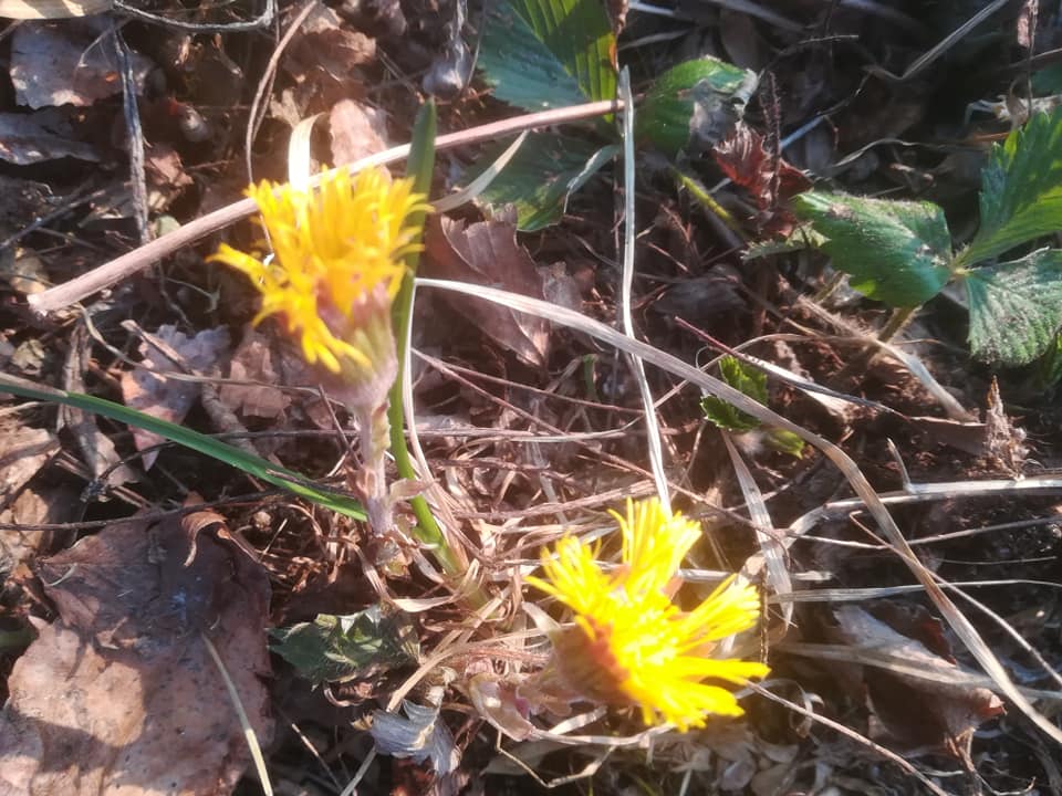 58375325_3148627338496397_683934930132008960_n