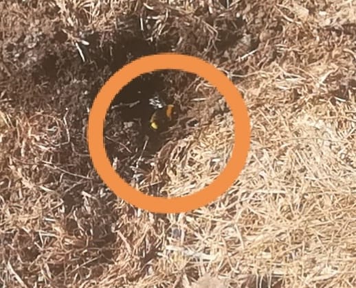 58375783_3138607306165067_6812882243963322368_n