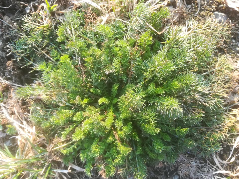 58377985_3148626508496480_2998050016293027840_n