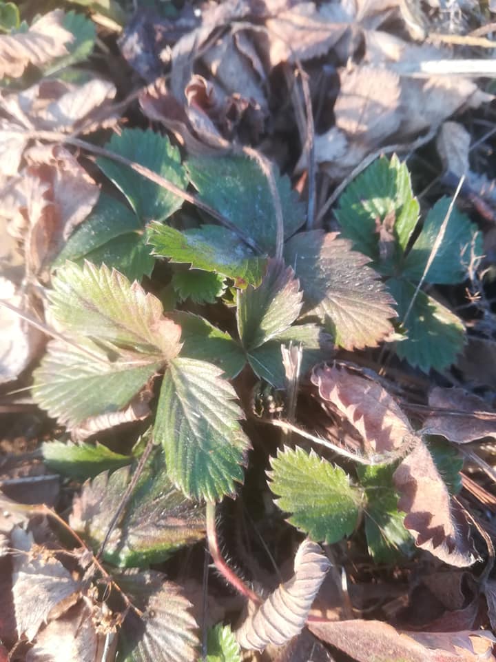 58378769_3148627505163047_9190578514145837056_n