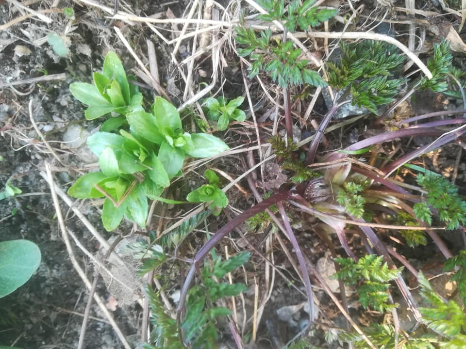 58380190_3148629971829467_8357471514328563712_n