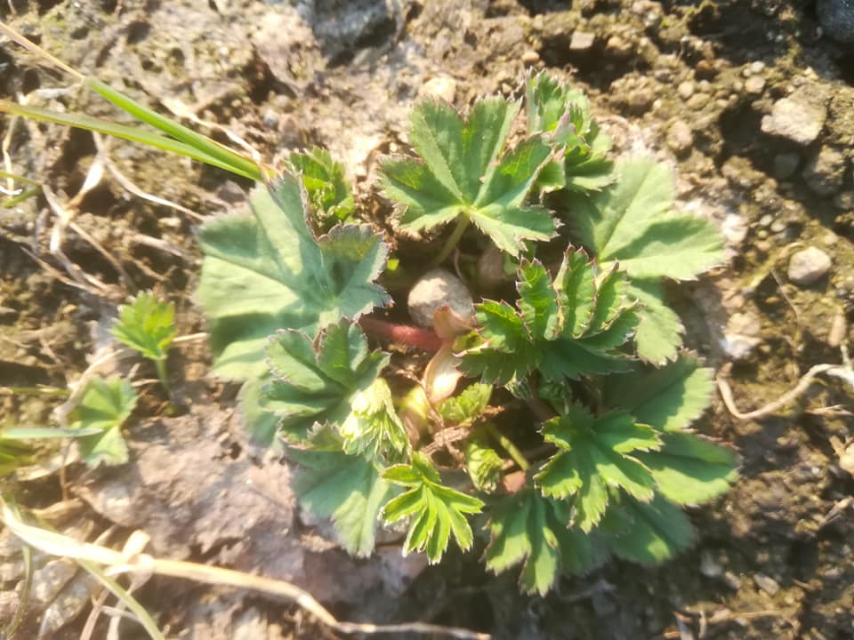 58380589_3148626655163132_8021675277316784128_n