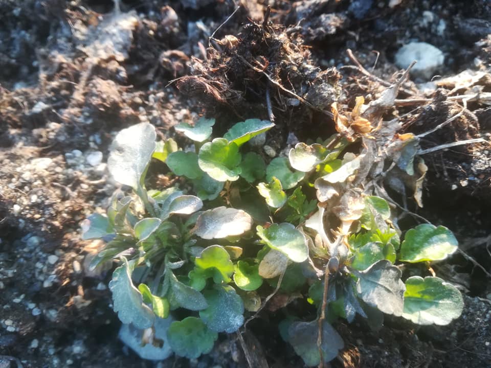 58380985_3148627565163041_2726284143867461632_n