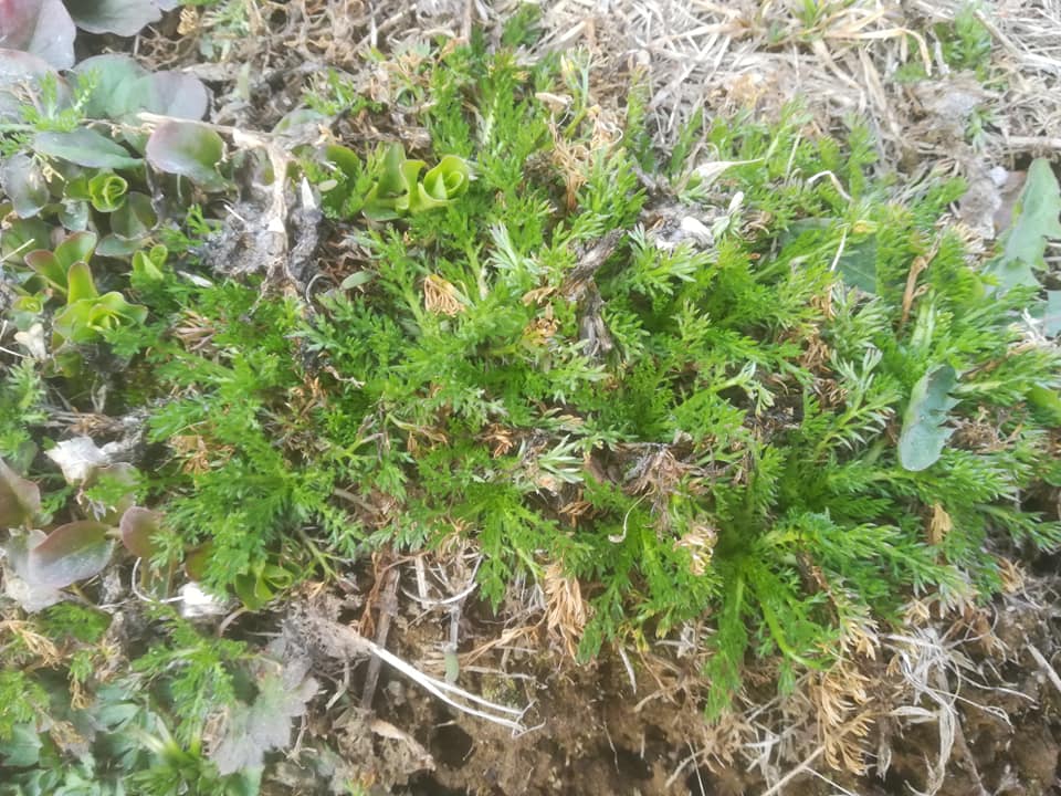 58442457_3148627981829666_532027507445071872_n