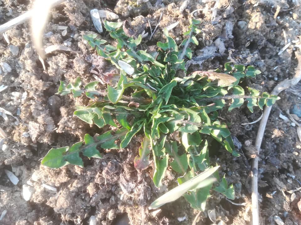 58461744_3148630055162792_810326480394387456_n