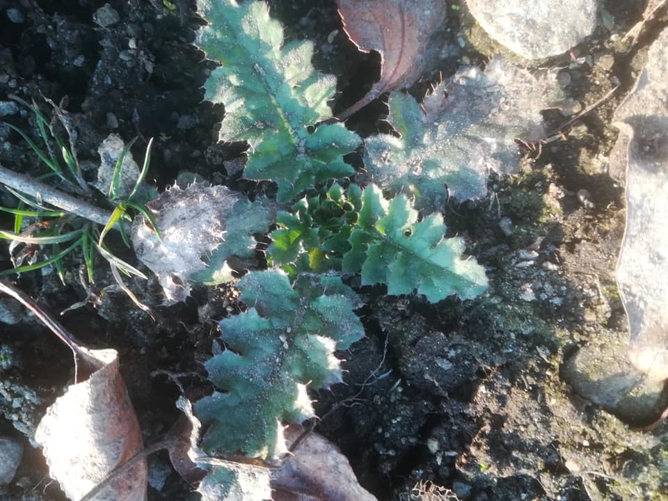 58583752_3148626925163105_2334389071259893760_n