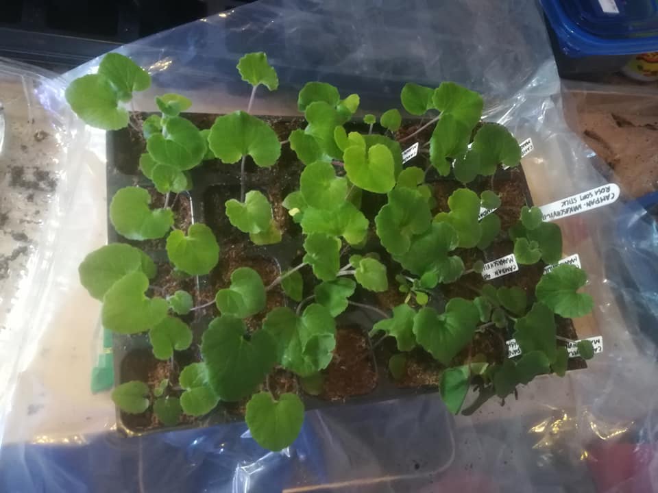 58625952_3148419215183876_1963118182499614720_n