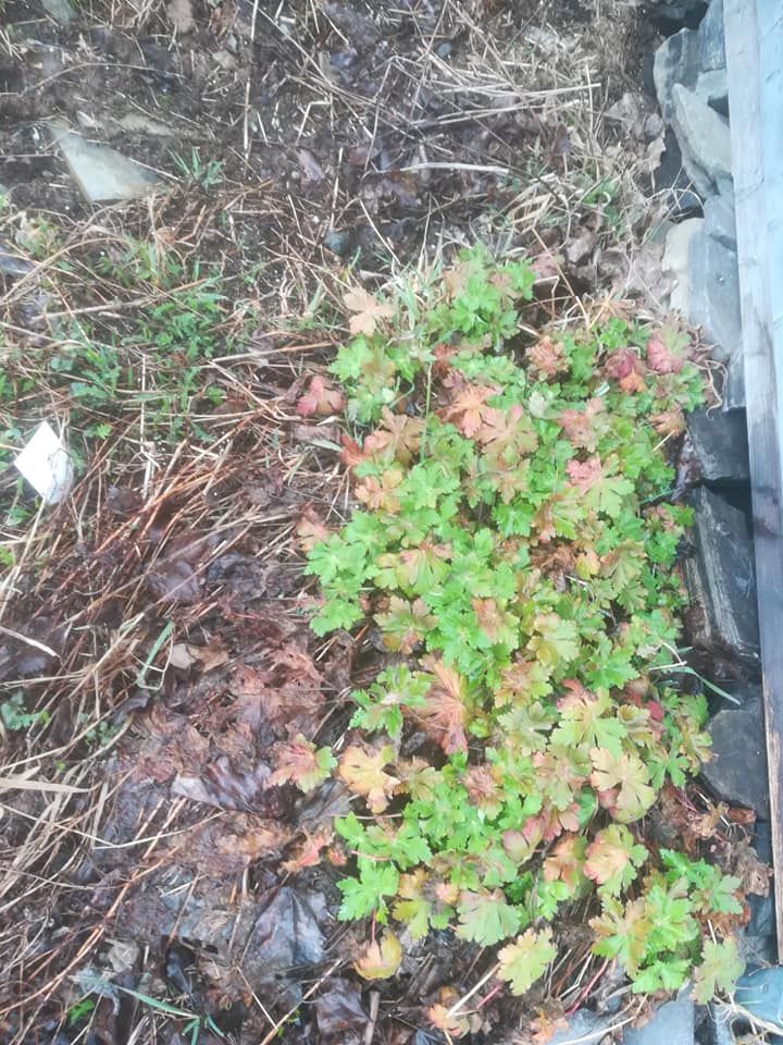 58676669_3157258124299985_3017286972948348928_n