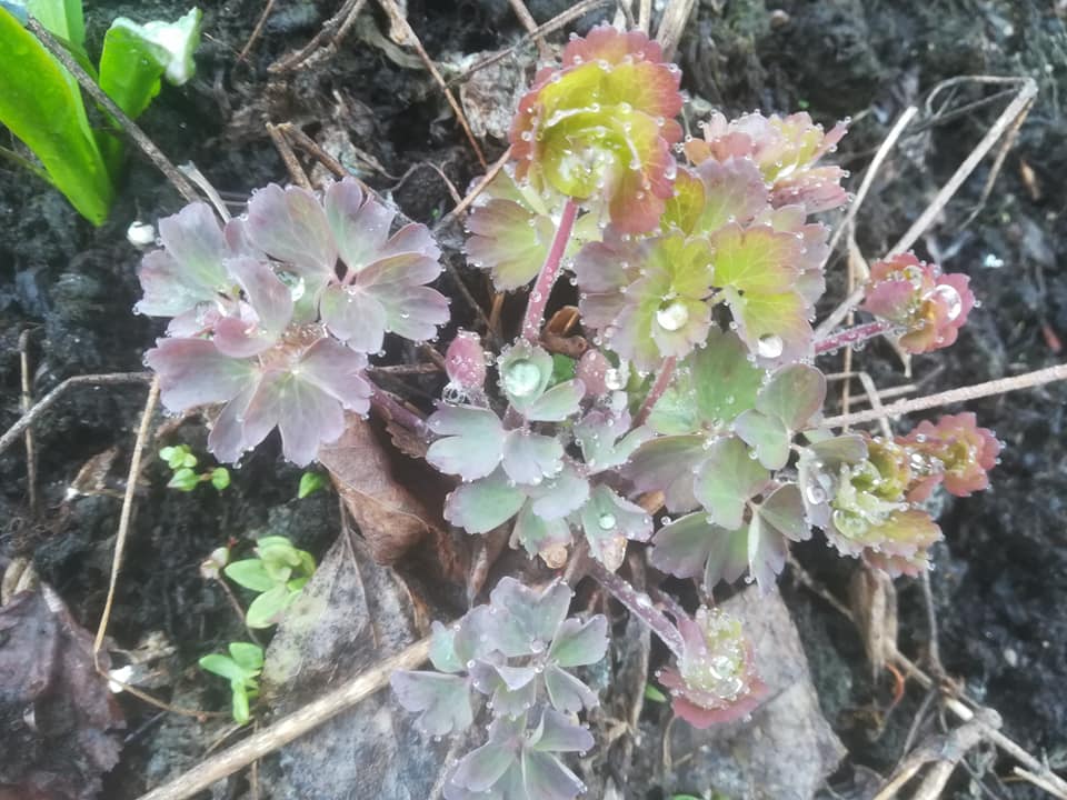 58751173_3157258470966617_1892625361011736576_n