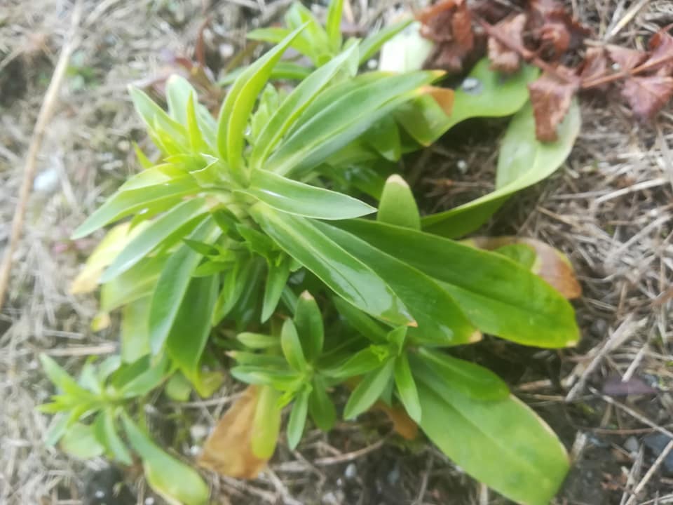 58766065_3157258534299944_6435342811779825664_n