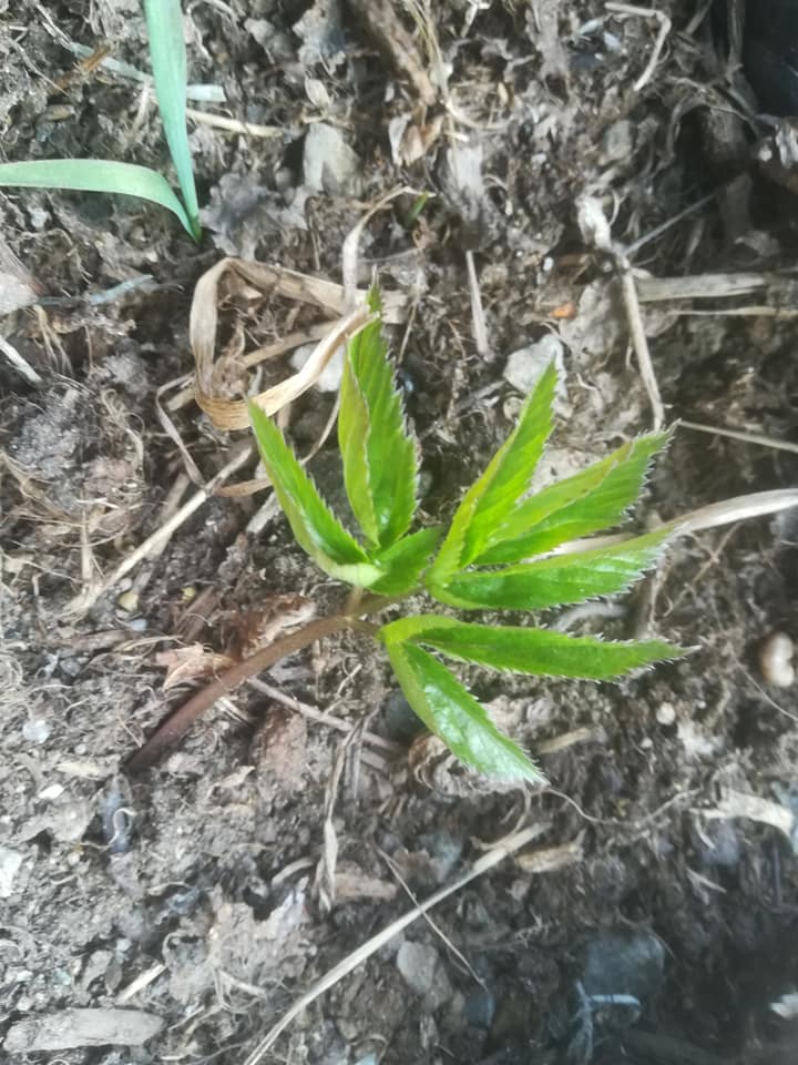 58805632_3148630335162764_185781473268203520_n