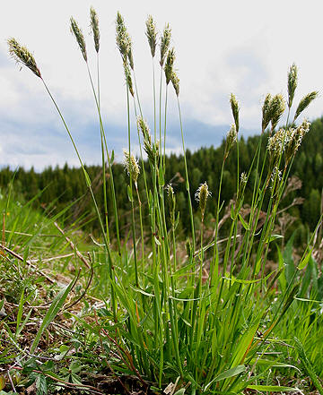 anthoxanthum_odoratum1