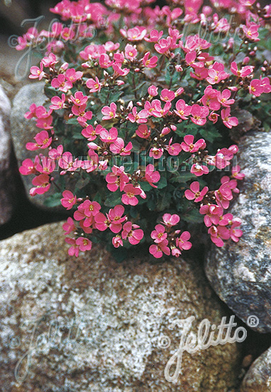 arabis red