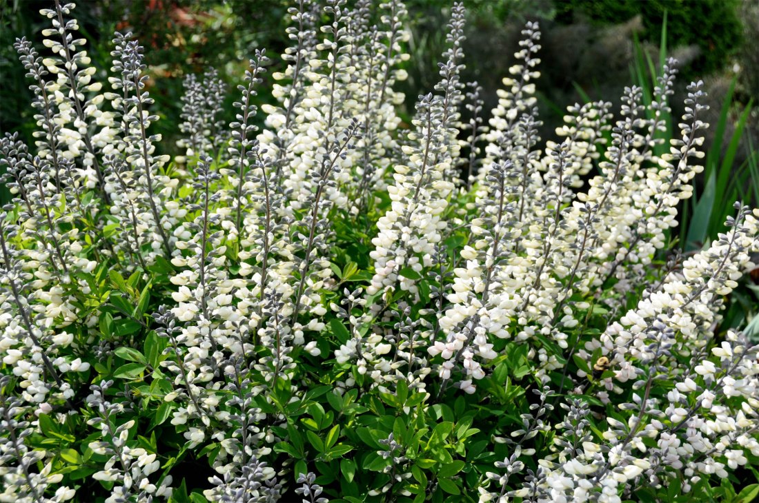 Baptisia