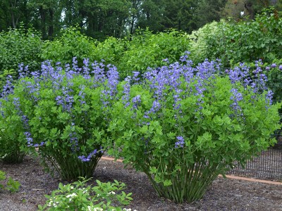baptisia_australis