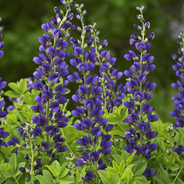 blå baptisia