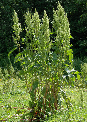 HØYMOL rumex_longifolius1