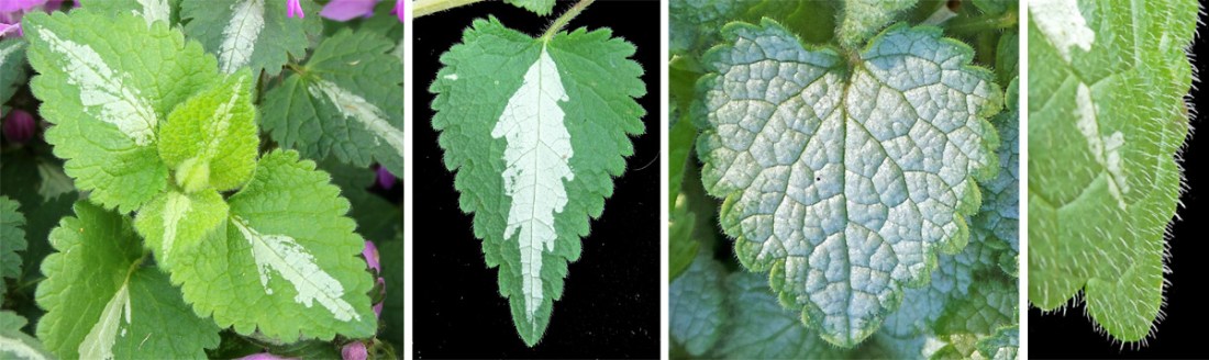Lamium-leaves