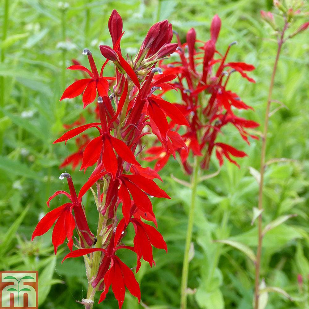 lobelia cardinalis
