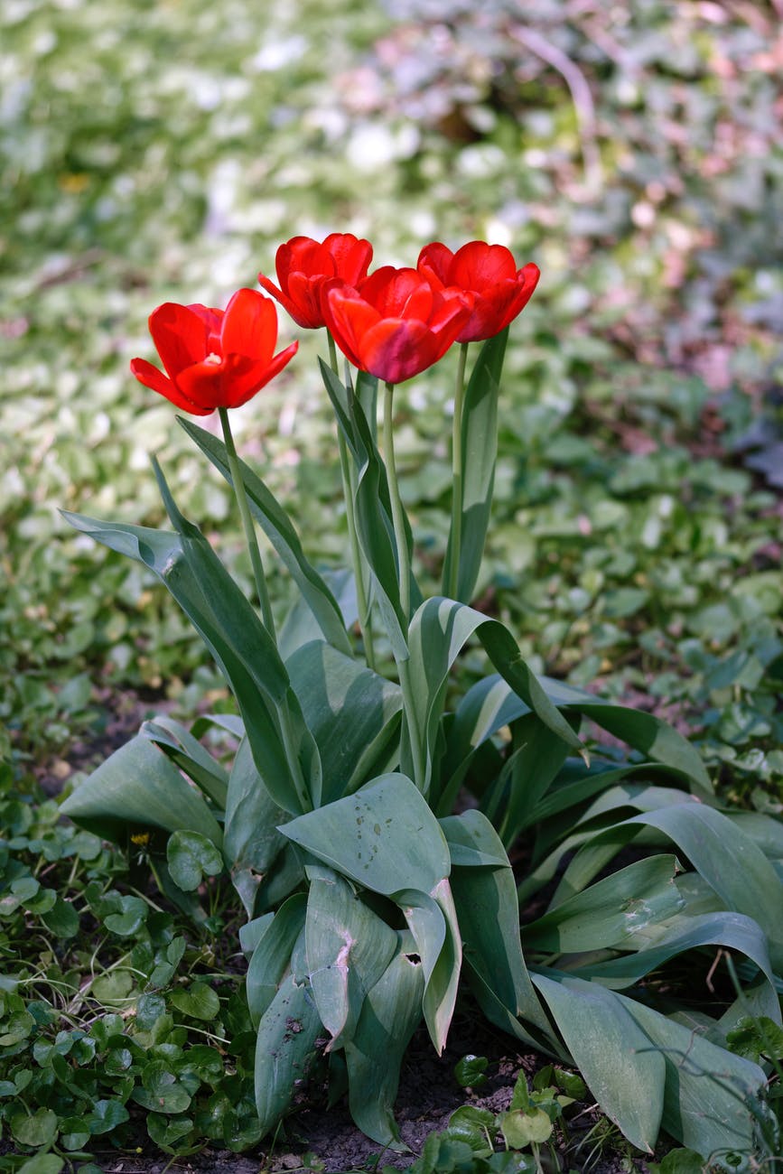 red tulip flower arrangemnet
