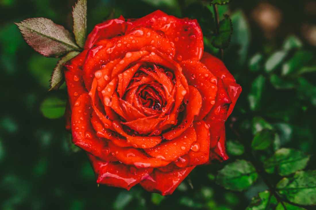 close up photography of red rose flower with water drops