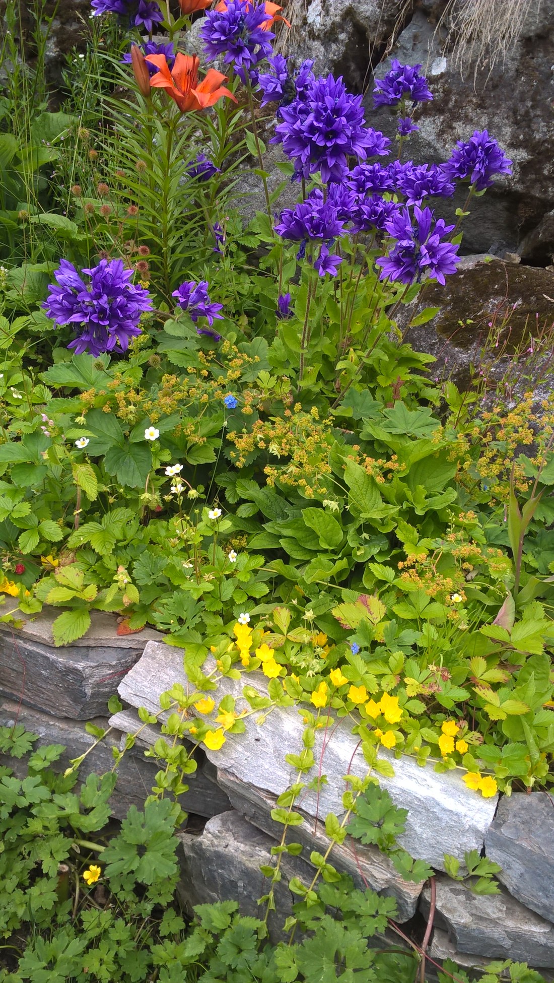 WP_20160717_15_37_27_Pro