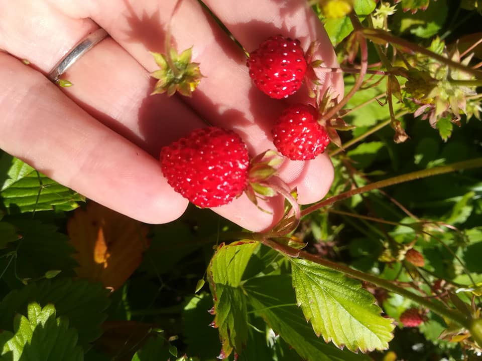 54435795_3088124994546632_4259070255692775424_n