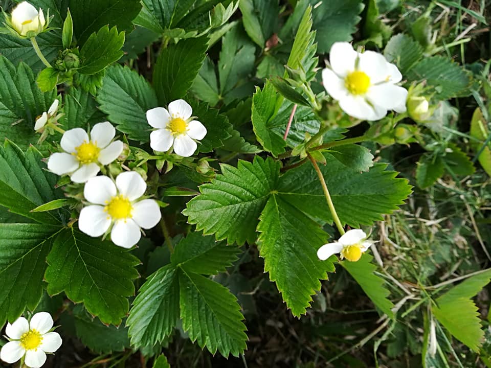 54518859_3076161149076350_4487160708764532736_n