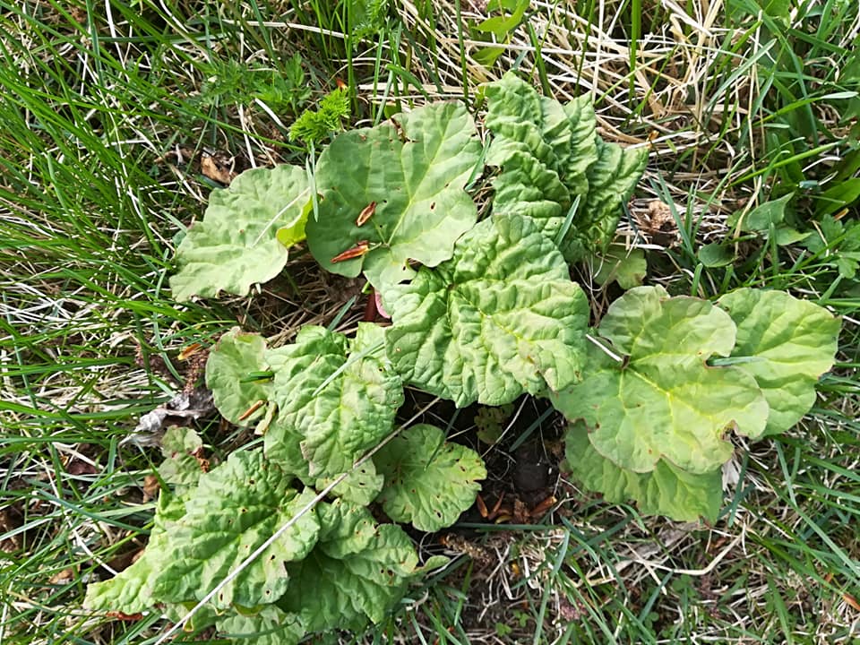 54729714_3076153595743772_7526697257278636032_n