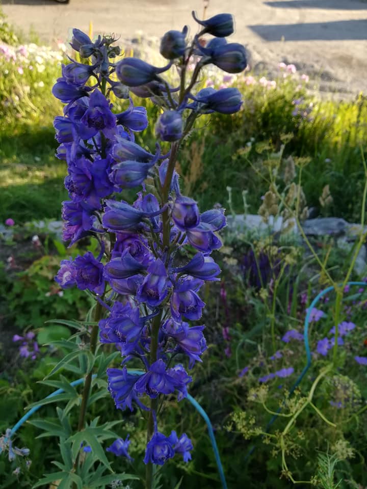 56815997_3120476051311526_6922776193481572352_n