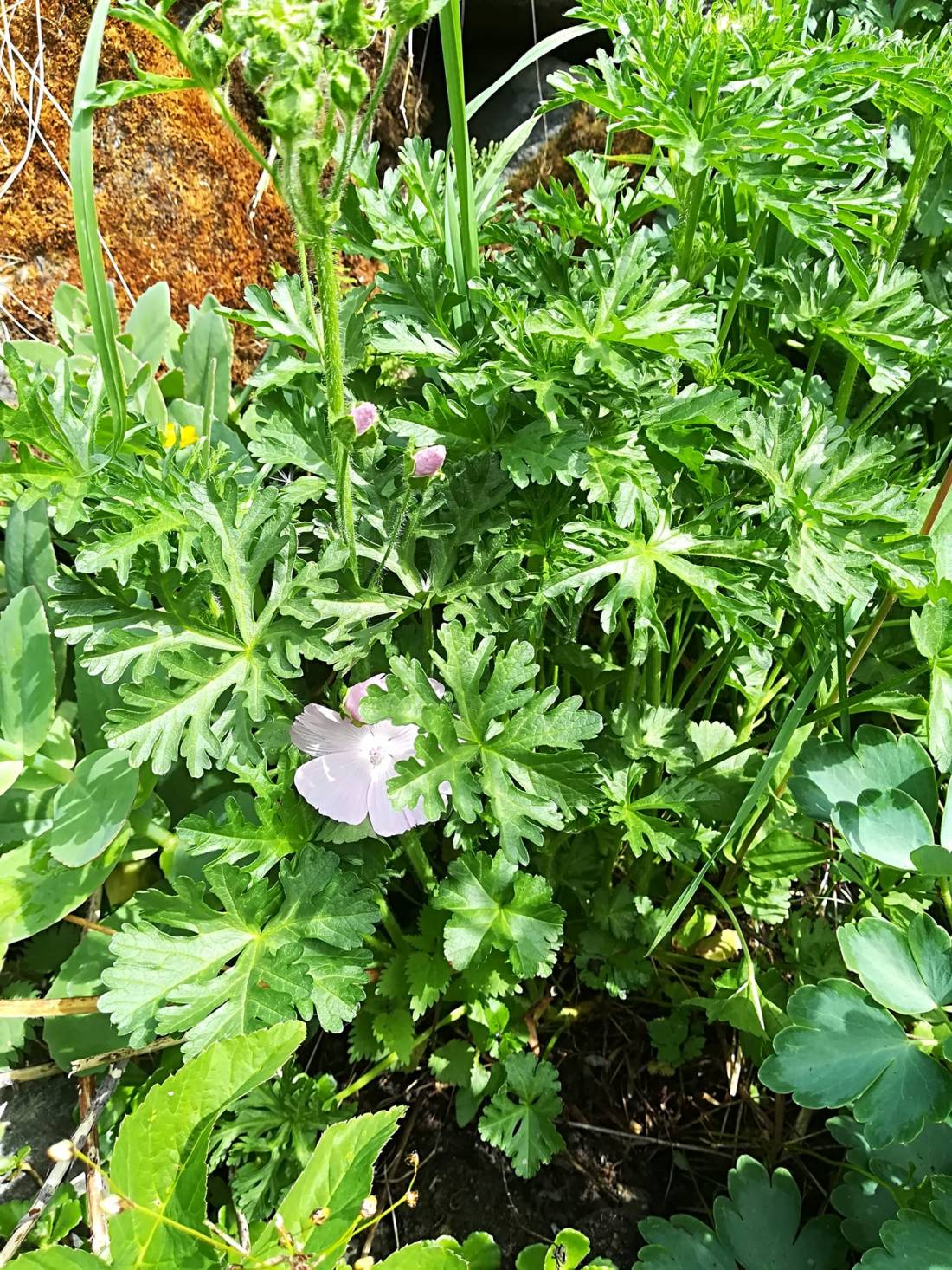 57205945_3130274843664980_1327958245305745408_o