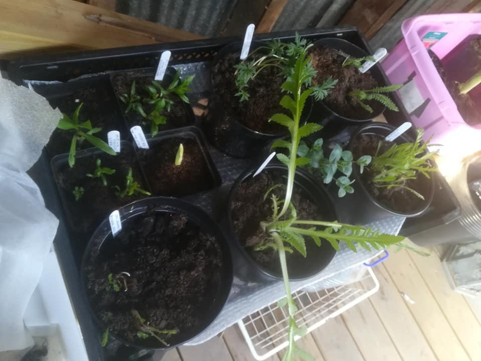 58377558_3165529653472832_9004913486030962688_n