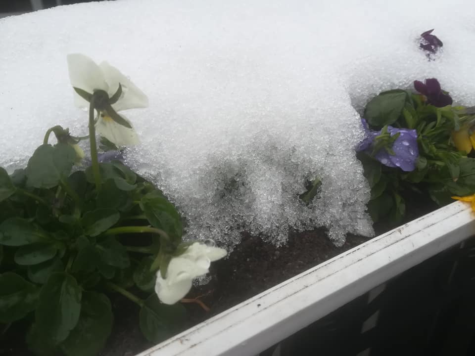 60338986_3190309140994883_6058277363597180928_n