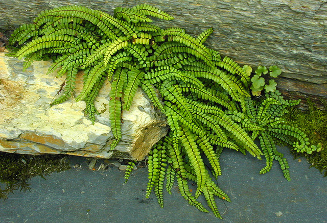 Asplenium_trichomanes_ssp_quadrivalens,I_MWS29834