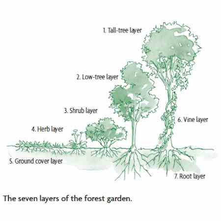 Backyard-Forest-Garden layering