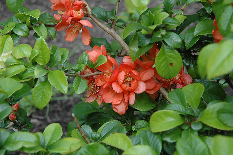 chaenomeles_japonica