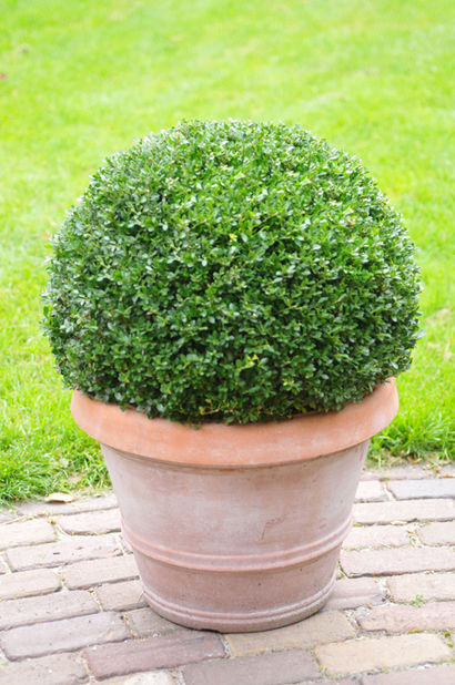 Japansk kristtorn h6