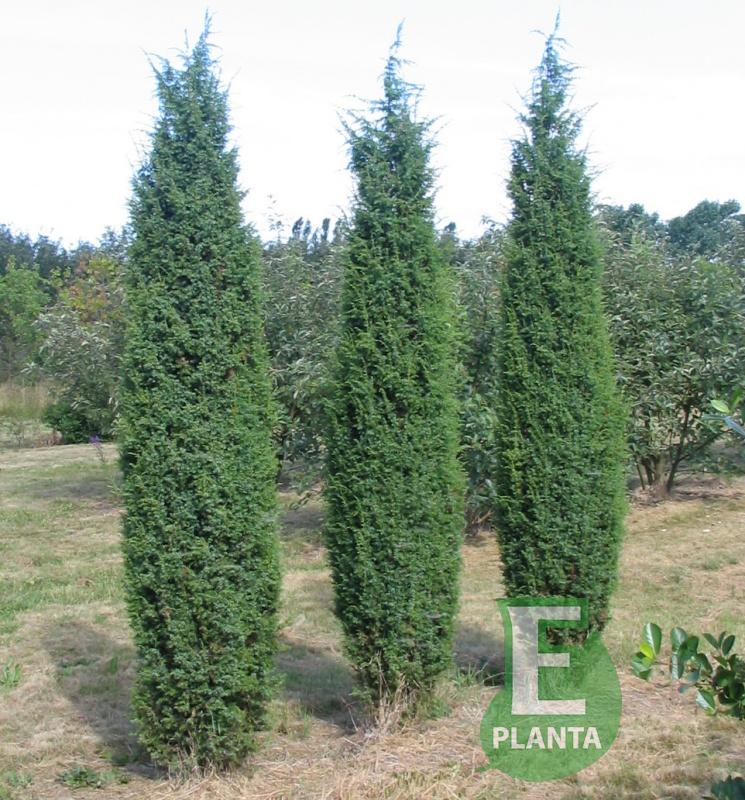 Juniper com_Oskeladden_