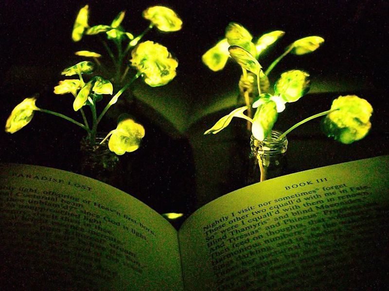 mit-glowing-plants
