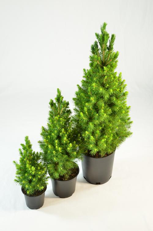Picea glouca conica Dwarf