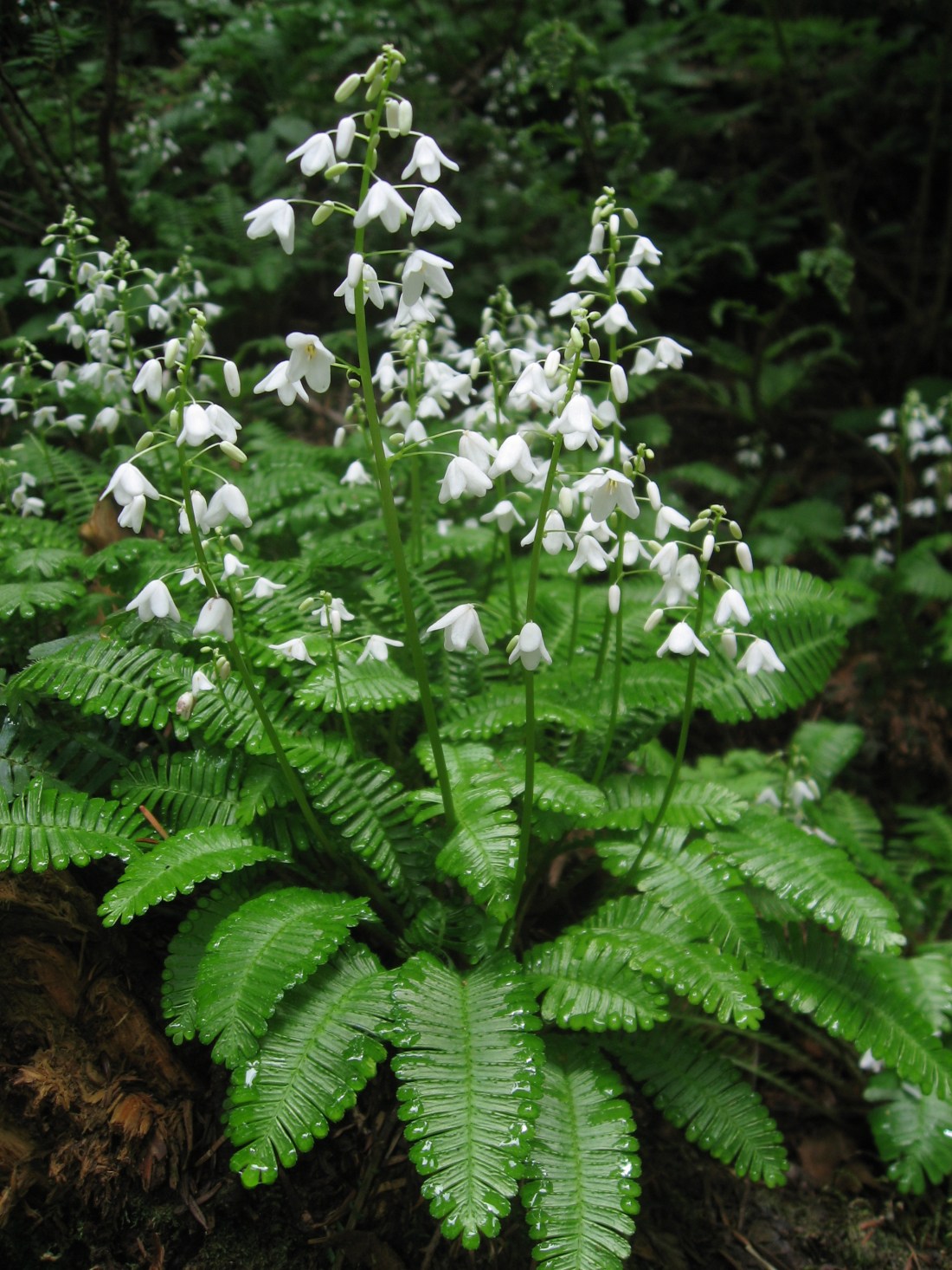 Pteridophyllum_racemosum.jpg