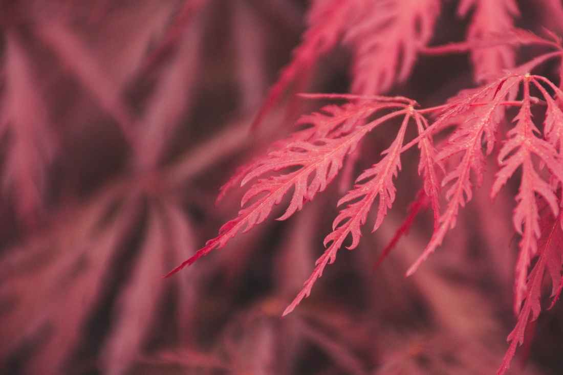 selective focus photography of red leaves