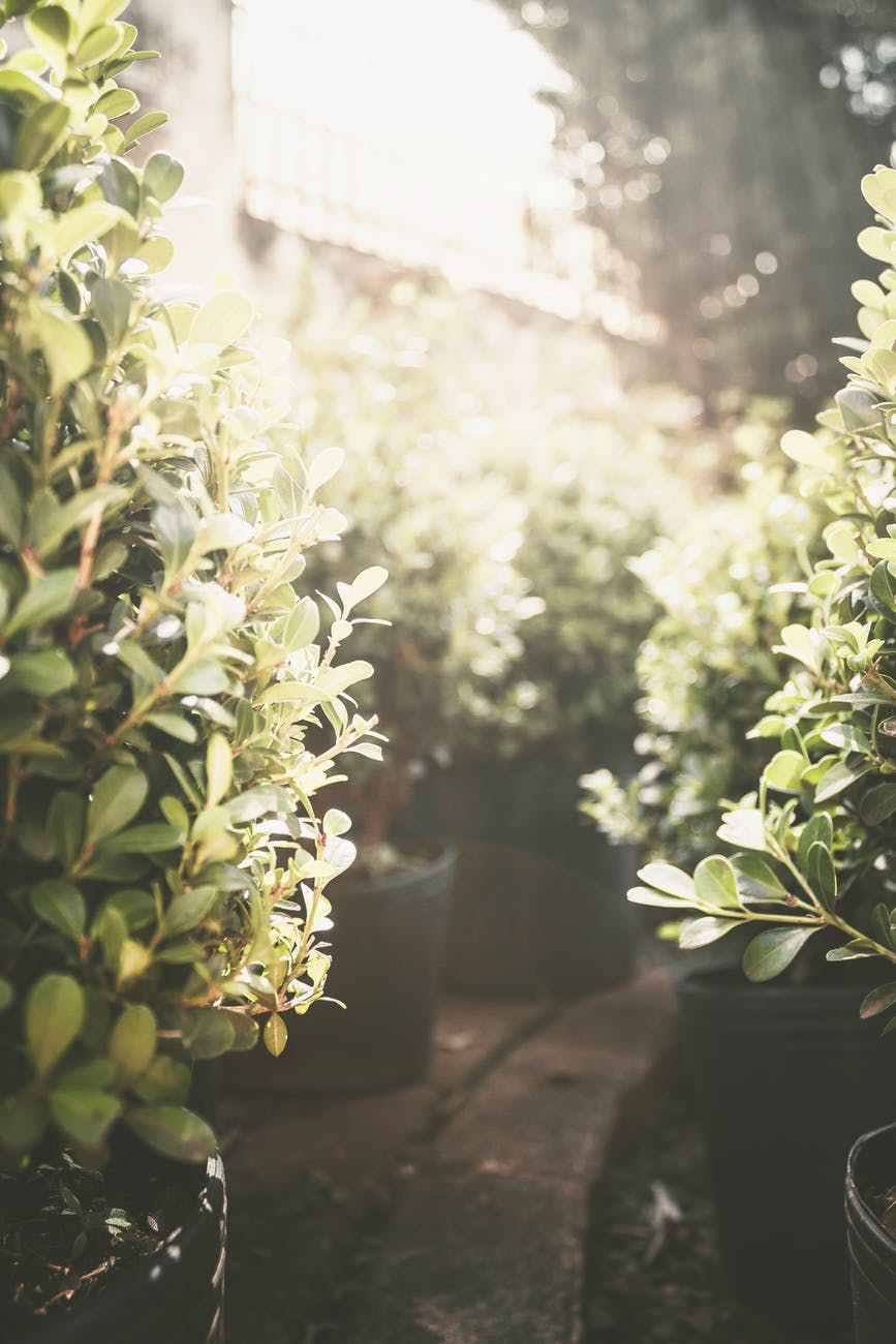 potted green plants