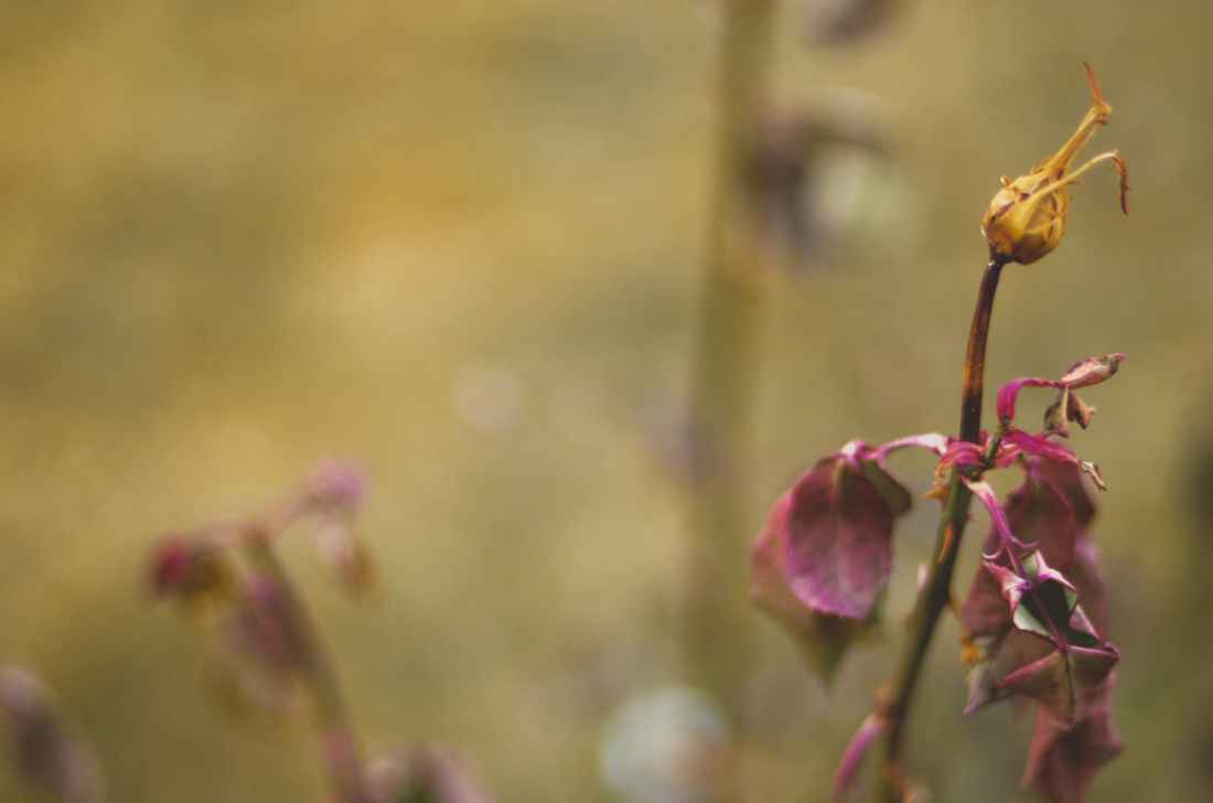 close up photography of dried flowers