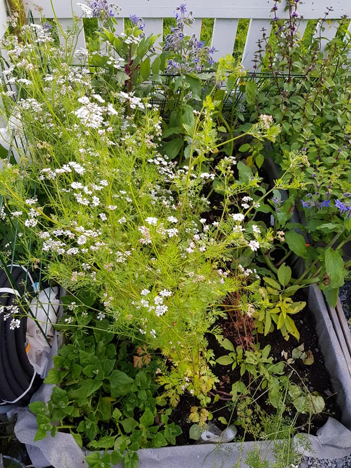 69990236_3553496321342828_1797427681478836224_n (1)